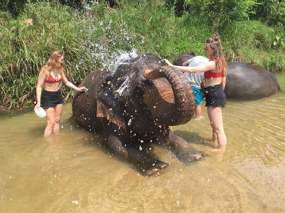 Krabi : Elephant Care House No Riding