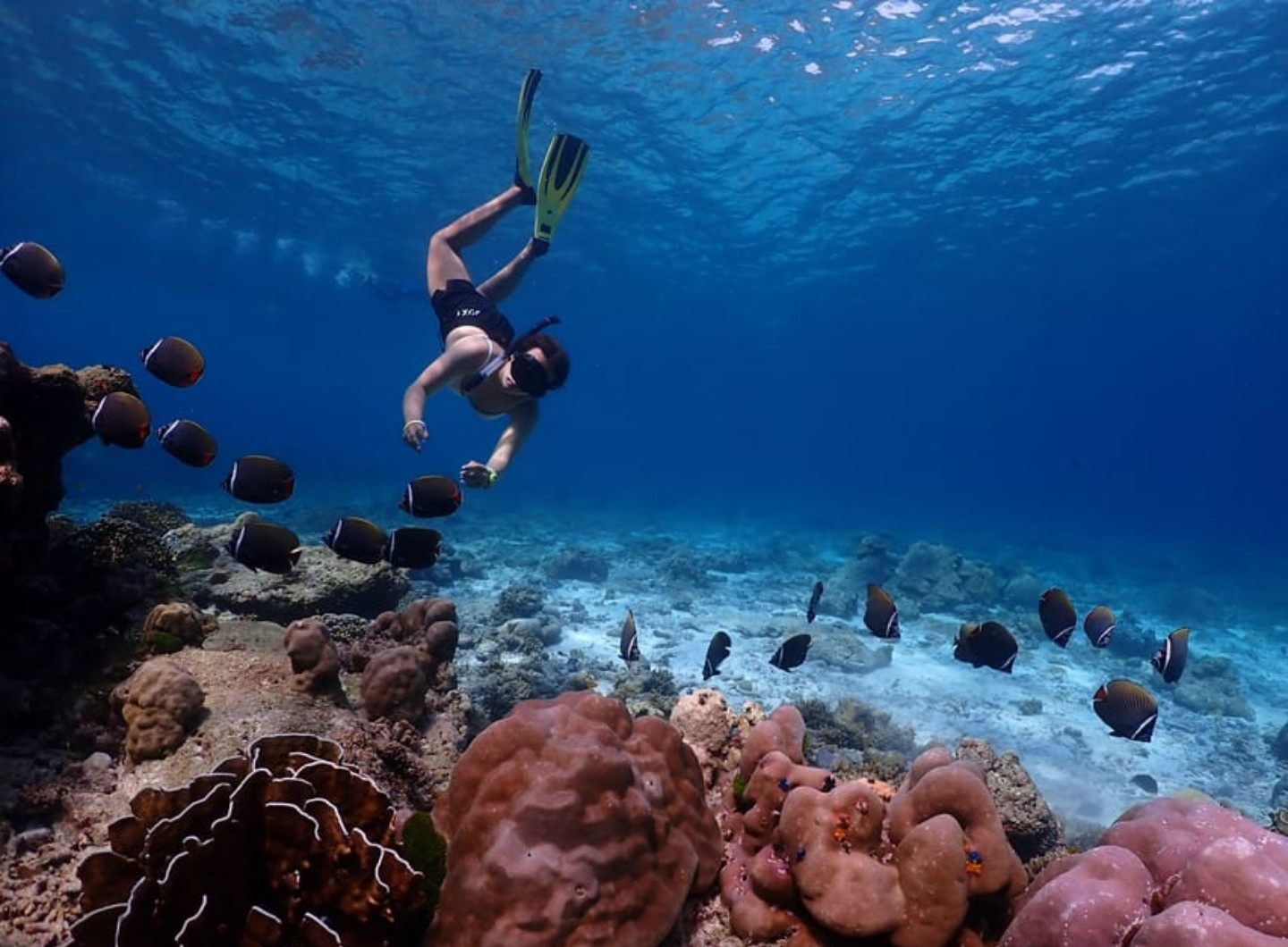 From Krabi : Similan Islands Snorkeling Trip by Speedboat