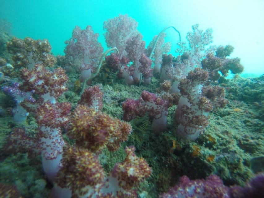 Krabi: Free diving and Snorkeling at Yawasam and Talu Island