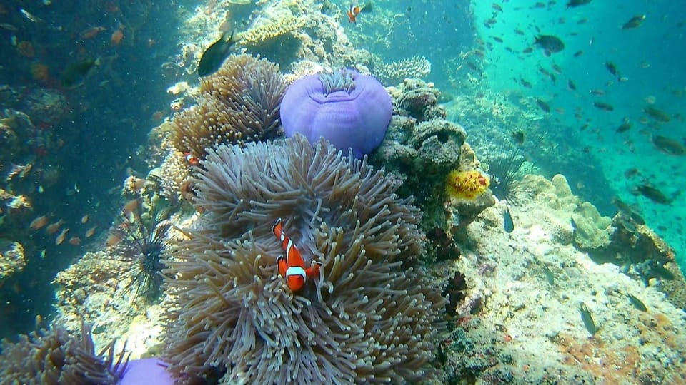 Krabi: Free diving and Snorkeling at Yawasam and Talu Island