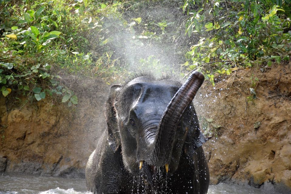 Krabi : Elephant Care House No Riding