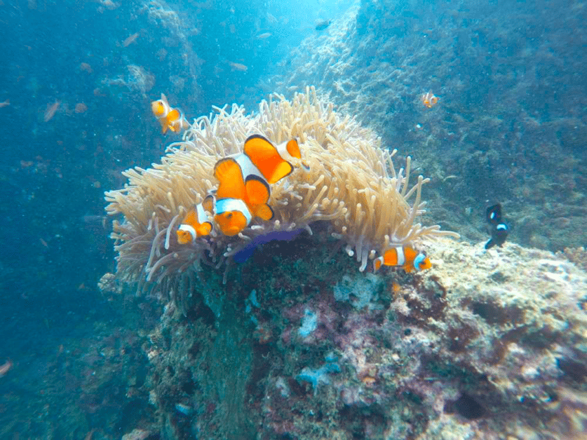 Krabi: Free diving and Snorkeling at Yawasam and Talu Island