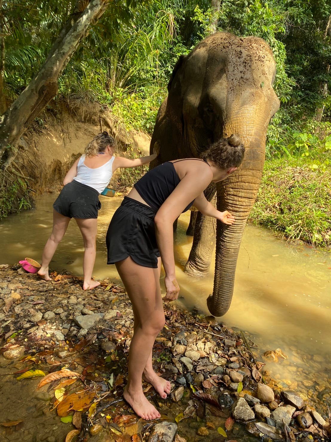 Krabi : Elephant Care House No Riding