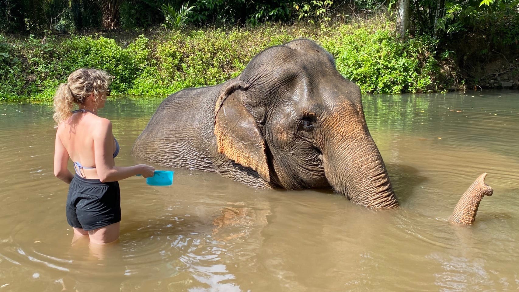 Krabi : Elephant Care House No Riding