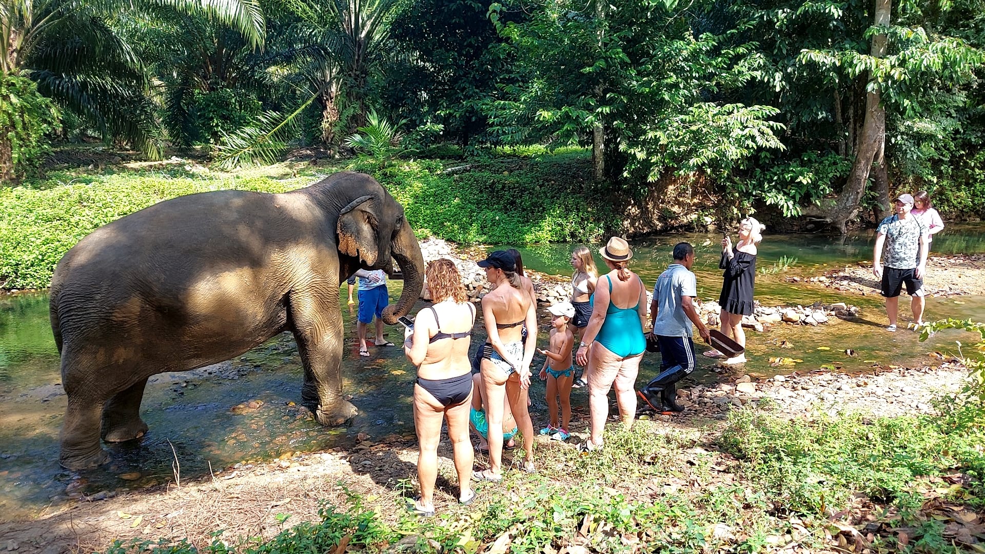 Krabi : Elephant Care House No Riding
