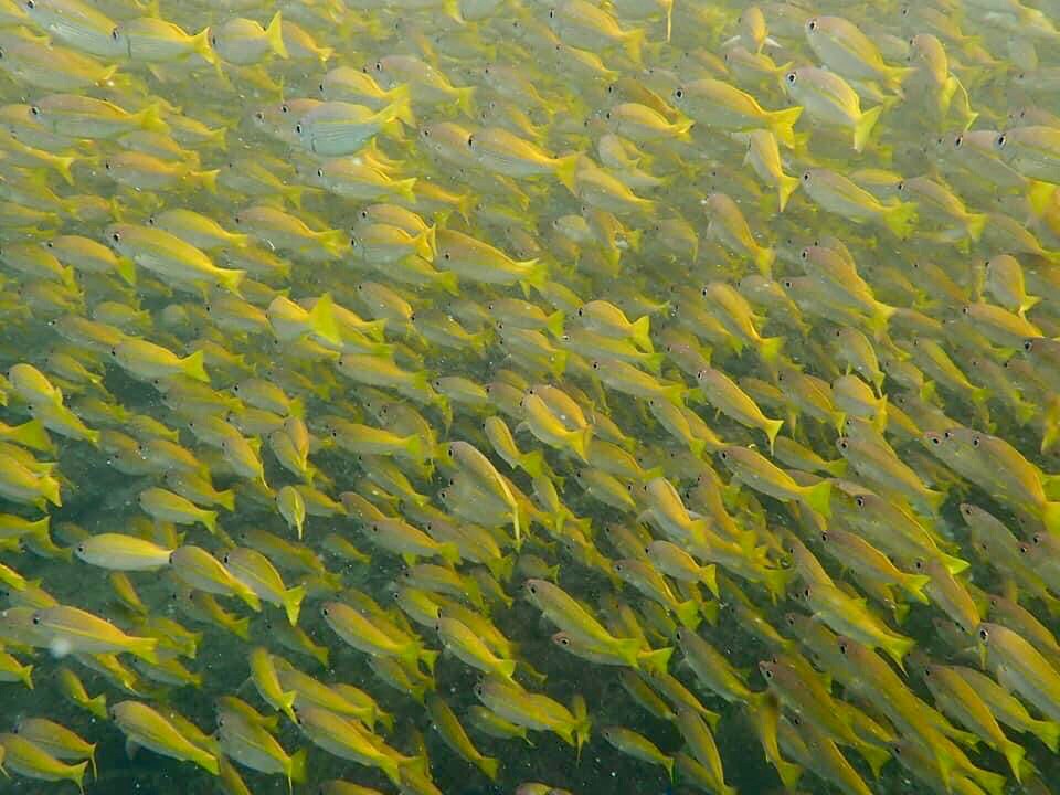 Krabi : Scuba Diving One Day Trip with 2 Dives – PHI PHI ISLAND
