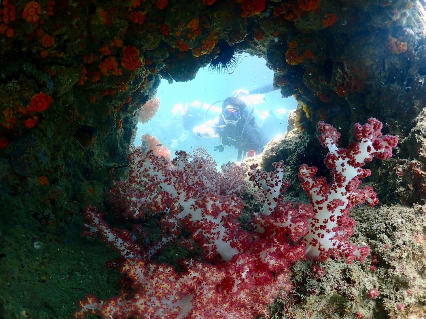 Krabi : Scuba Diving One Day Trip with 2 Dives – PHI PHI ISLAND