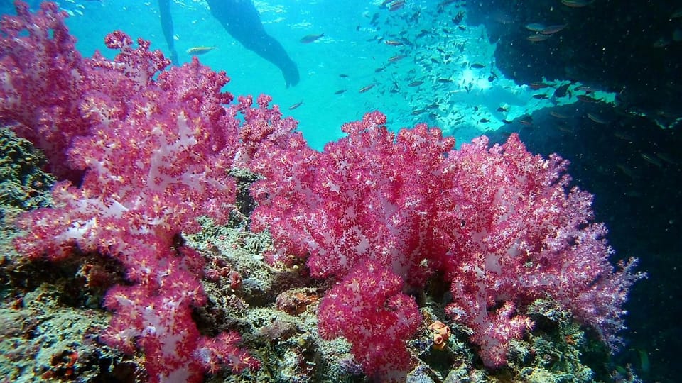 Krabi: Free diving and Snorkeling at Yawasam and Talu Island