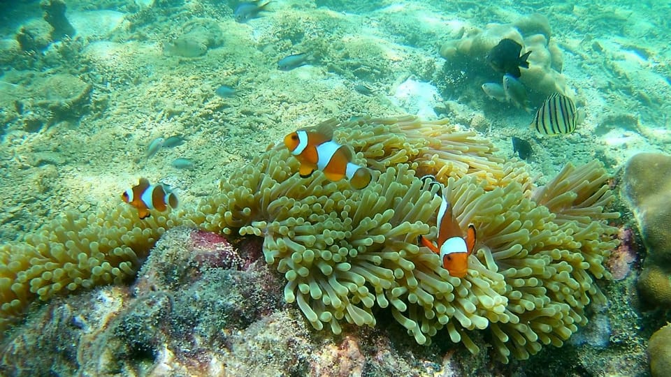 Krabi: Free diving and Snorkeling at Yawasam and Talu Island