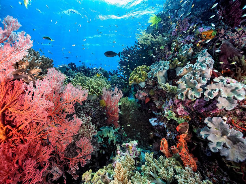 Krabi : Koh Rok And Koh Ha One Day Trip by Speed boat with Lunch