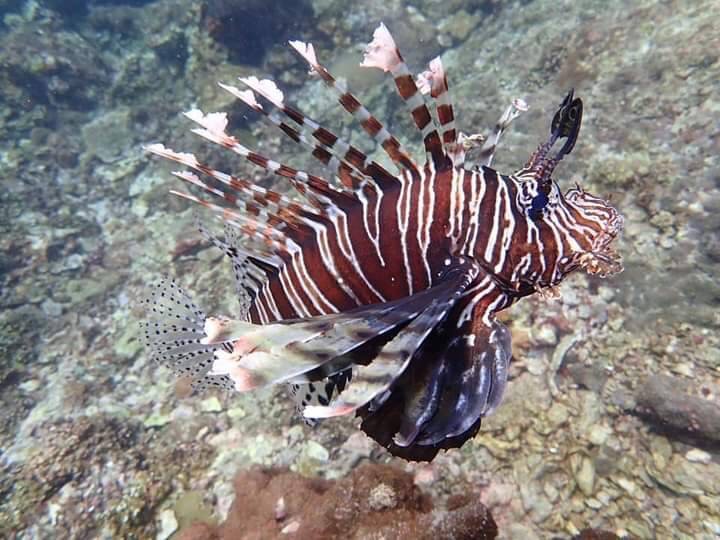 Krabi : Scuba Diving One Day Trip with 2 Dives – PHI PHI ISLAND