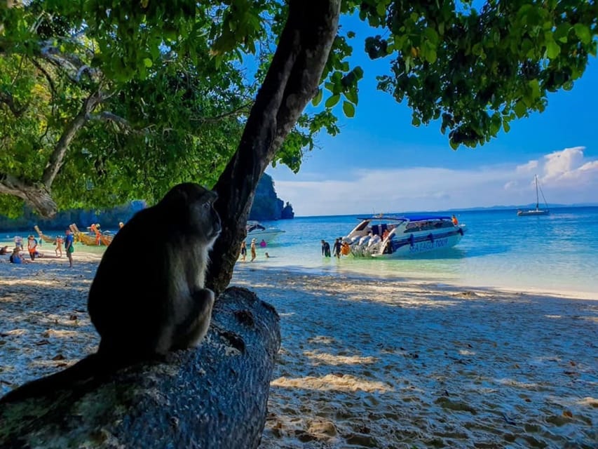 Krabi : Phi Phi Islands Private Trip by Speed boat