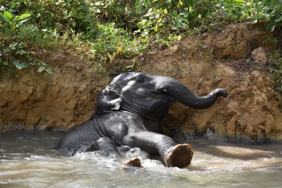 Krabi : Elephant Care House No Riding
