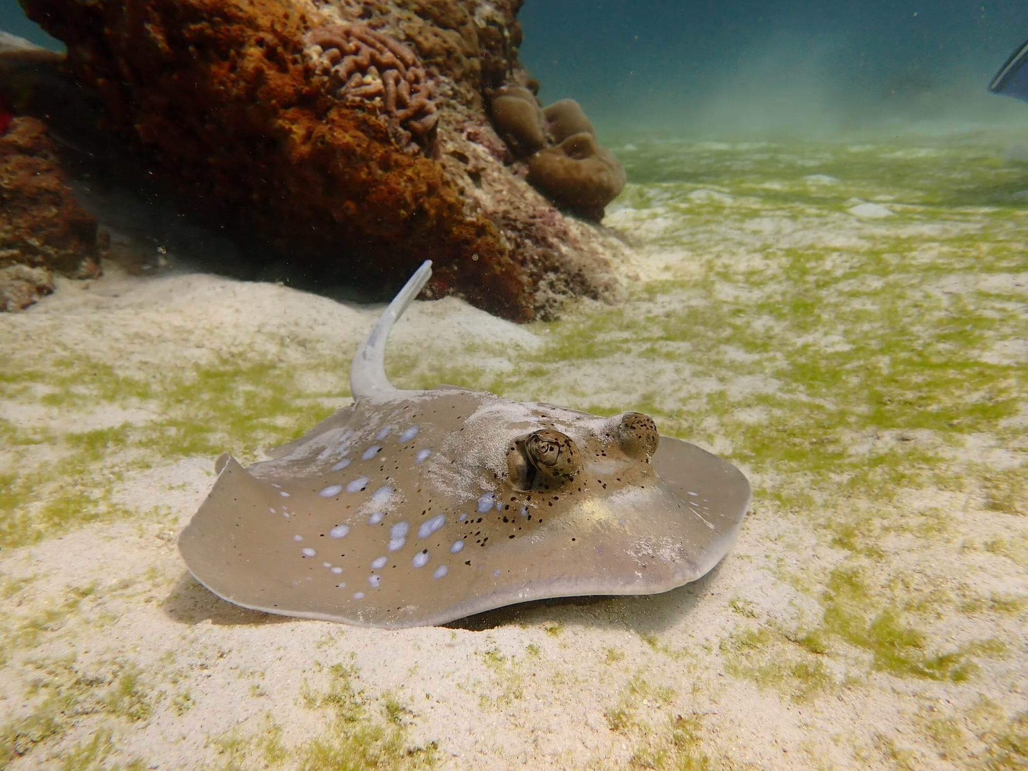 Krabi : Scuba Diving One Day Trip with 2 Dives – PHI PHI ISLAND
